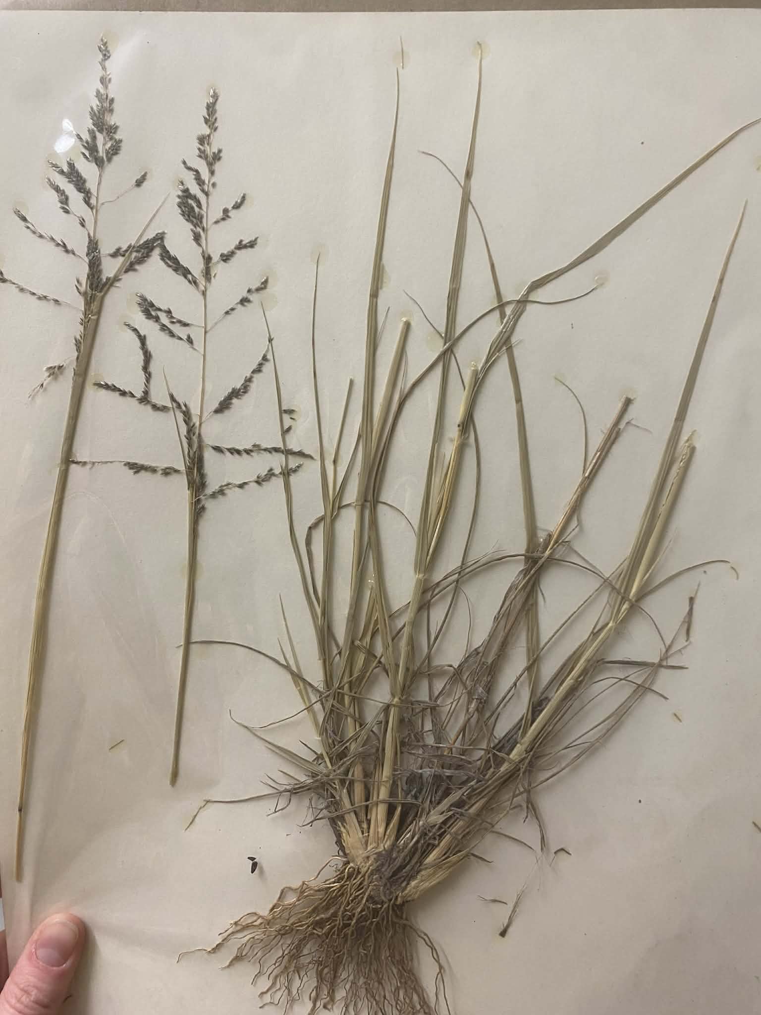 <p>Eragrosteae, P, N, Sporobolus crytandrus, sand dropseed</p>