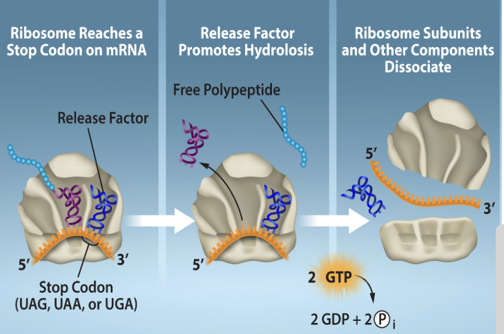 <p>Stage is reached when the stop codon is recognized in the mRNA&nbsp;</p><ol><li><p>Stop codon in the mRNA is reached and recognized&nbsp;</p></li><li><p>Release factor is recruited and binds to the stop codon causing the hydrolysis of the polypeptide from the tRNA</p></li><li><p>Bonding + energy is utilized to cause the disassociation of the translation components</p></li></ol><p></p>
