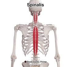 <p>identify this muscle </p><p>insertion: spinous process in upper thoarcics region and to cranium </p>