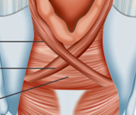 <p>what are these muscles? (sorry this is a bad pic)</p>