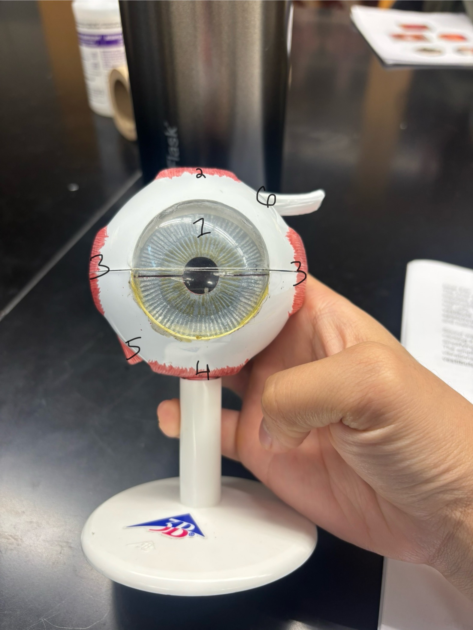 <p>white part of eye (forgot to number)</p>