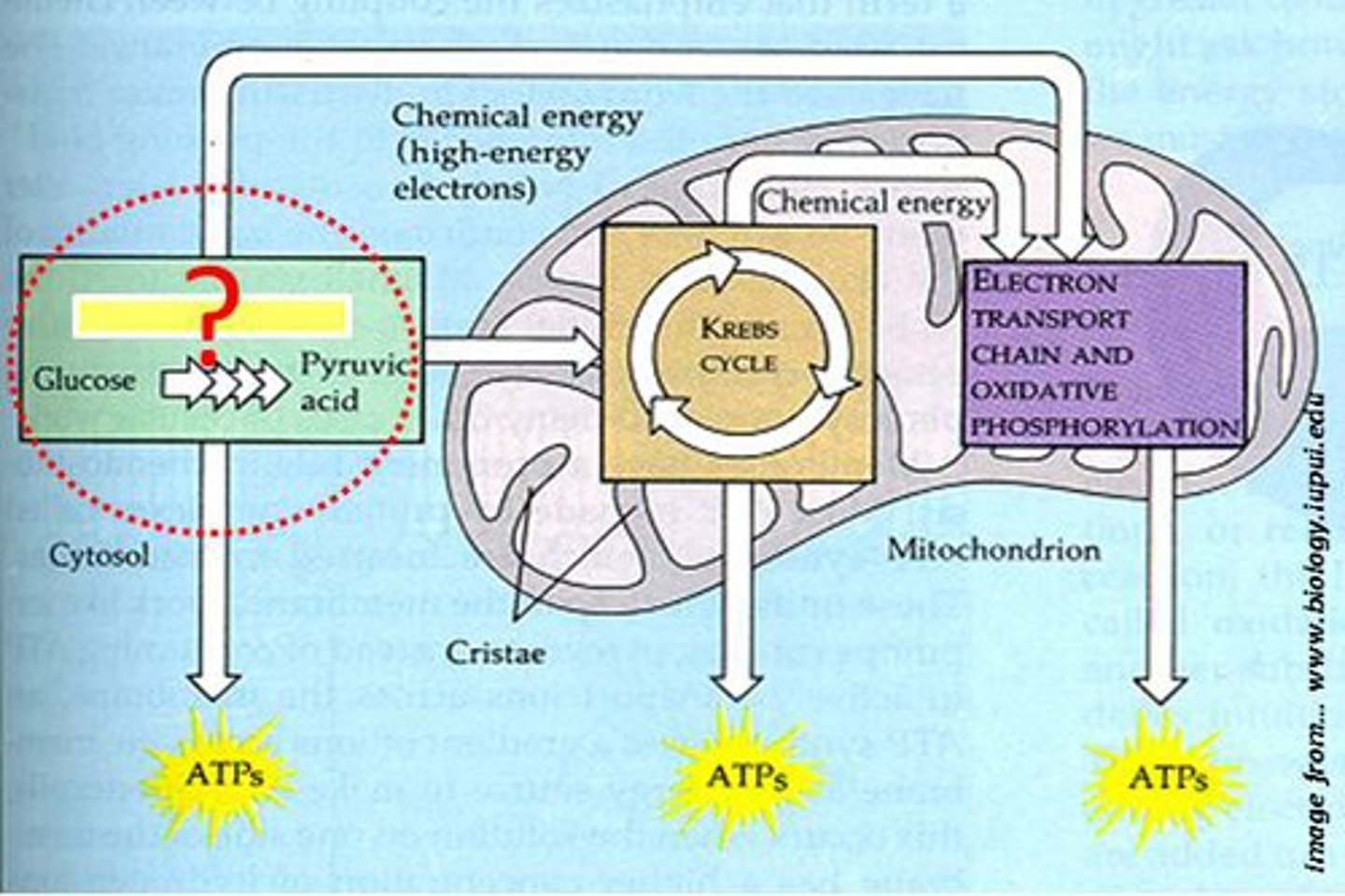 <p>2 phases: 1st the energy investment phase glucose is broken down into 2 molecules of G3P using 2 ATP. In the energy payoff phase the 2 molecules of G3P forms a 2 pyruvate molecule which yields 4 ATP for a net gain of 2 ATP; occurs in the cytoplasm</p>