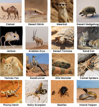 <p><span>Insects and scorpions. Lizards and snakes. Birds: hummingbirds, roadrunners. Bats. Small mammals as such rodents. Larger mammals as such coyotes.</span></p>