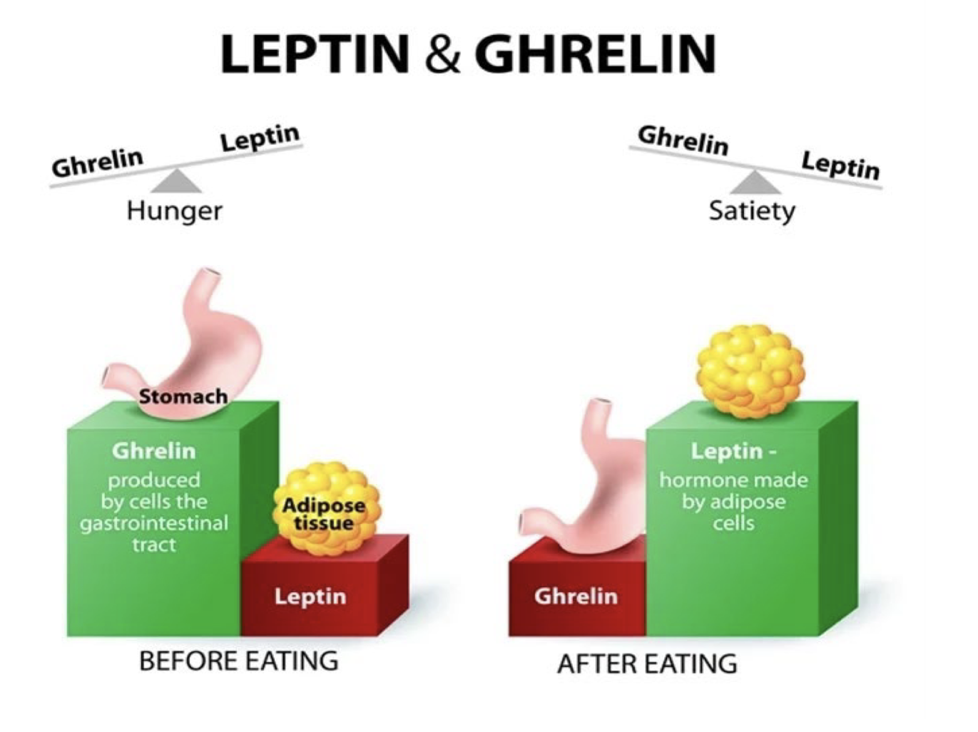 <p>Lack of sleep increases ghrelin and decreases</p><p>leptin.</p><p>• Link between lack of sleep and increased food</p><p>intake and weight gain.</p>