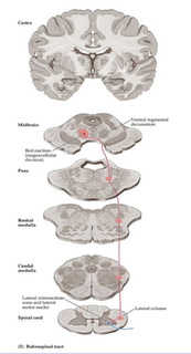 <ul><li><p>Originates at Red Nucleus of Midbrain</p><ul><li><p>Ventral Segmental Decussation (Contralateral)</p></li><li><p>Lateral SC</p></li><li><p>Enters Anterior Horn to synapse on LMN</p></li></ul></li><li><p>End at Cervical SC</p></li></ul>