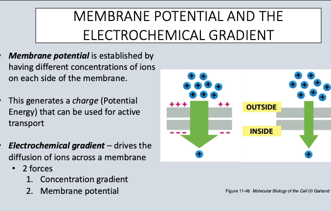 <p>Established by having different concentrations of ions on each side of the membrane</p><p></p><p>(create potential energy for active transport)</p>