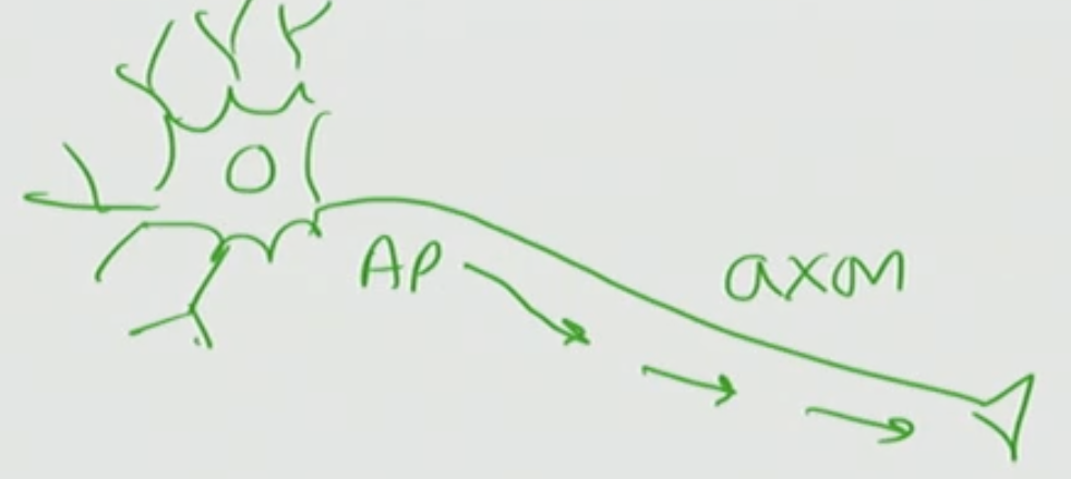 <p>has a cell body of a neuron with an axon that has a terminus that has AP propagating</p>