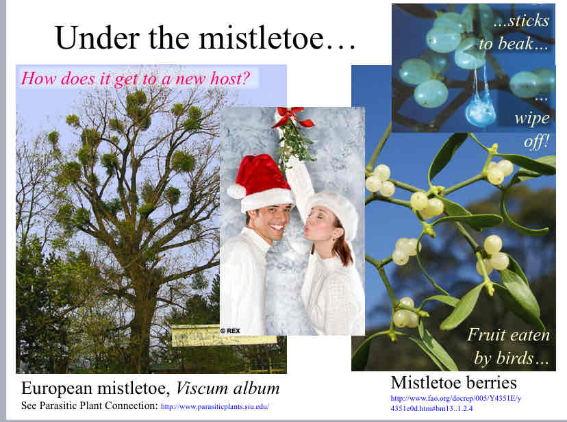 <p>How does mistletoe get to a new host ? </p>