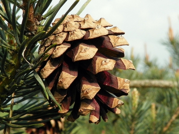 <ul><li><p>poor soils, shade intol</p></li><li><p>needles: 2 per group, short (1-2 in), flexible, twisted</p></li><li><p>bark: red / brn, deep furrows, bright orange at top / branches</p></li><li><p>repro: cones, little, egg shape, raised edge on scales</p></li></ul>
