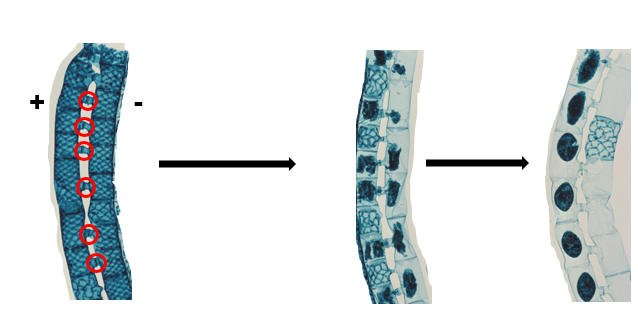 <p>Asexual reproduction in spirogyra</p>