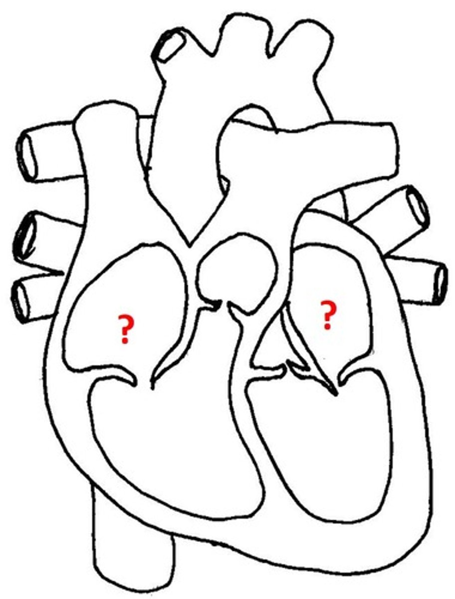 <p>A small muscular pouch-like structure that fills ventricles w/ blood</p>