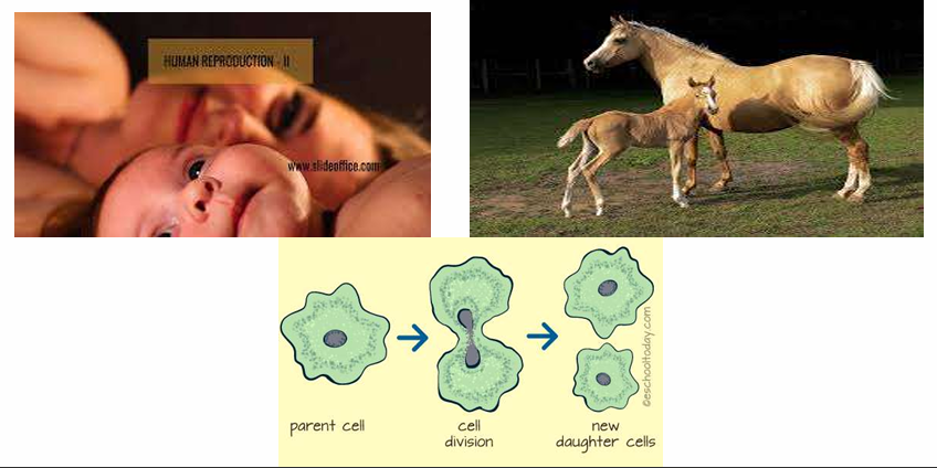 <p>What is this in the Characteristics of Life?</p>