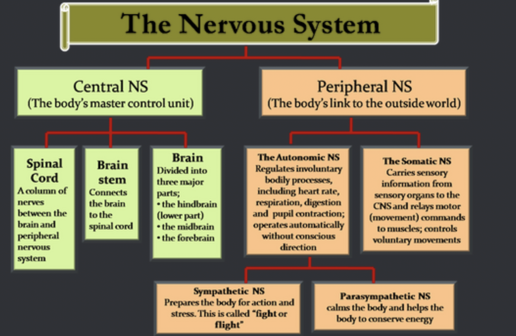 <p>Human Nervous System -&gt; CNS and PNS, CNS -&gt; Brain and Spinal Cord</p><p>PNS -&gt; Somatic and Autonomic, Autonomic -&gt; Parasympathetic Nervous System,</p><p>Sympathetic Nervous System, Enteric Nervous System</p>