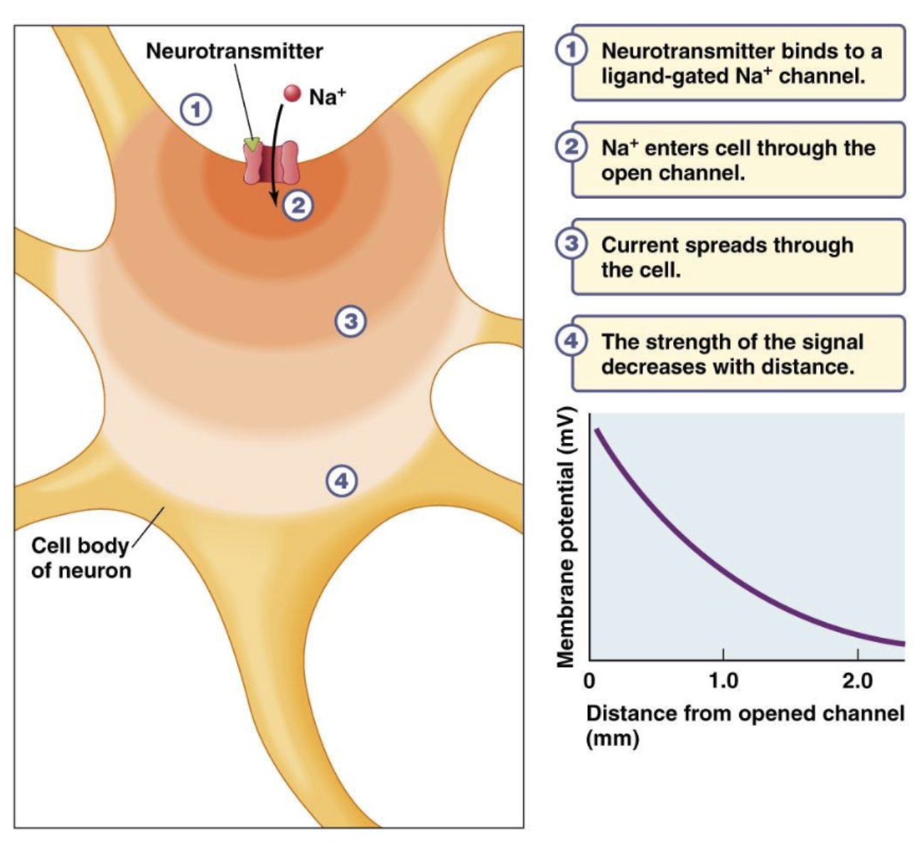 <p>neurotransmitter binds to a ligand-gated Na+ channel &gt; Na+ entes cell thru the open channel &gt; current spreads through the cell &gt; strength of signal decreases with distance</p>