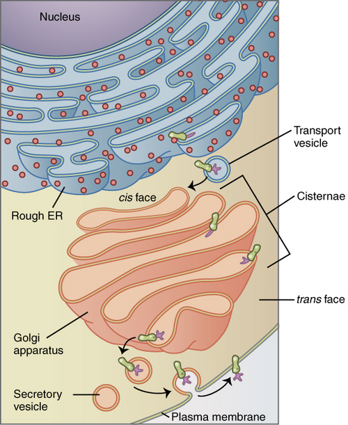 <p>Golgi Apparatus</p>