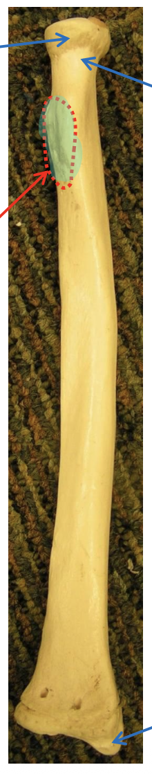 <p>Name the highlighted region</p>