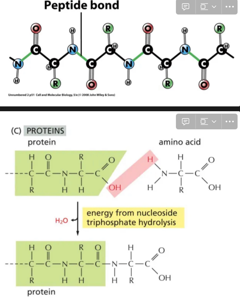 <ul><li><p>Carboxyl group of one amino acid becomes attached to the amino group of another</p></li><li><p>Join amino acids</p></li><li><p>Forms polypeptide chains → proteins</p></li></ul><p></p>