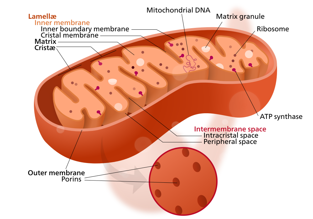 <p>Make energy (ATP) (animal, plant)</p>