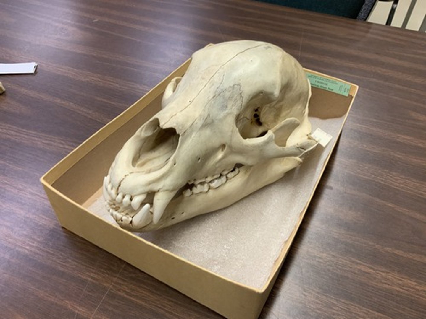 <p>Genus, species</p><p>-alisphenoid canal</p><p>-bunodont teeth</p>