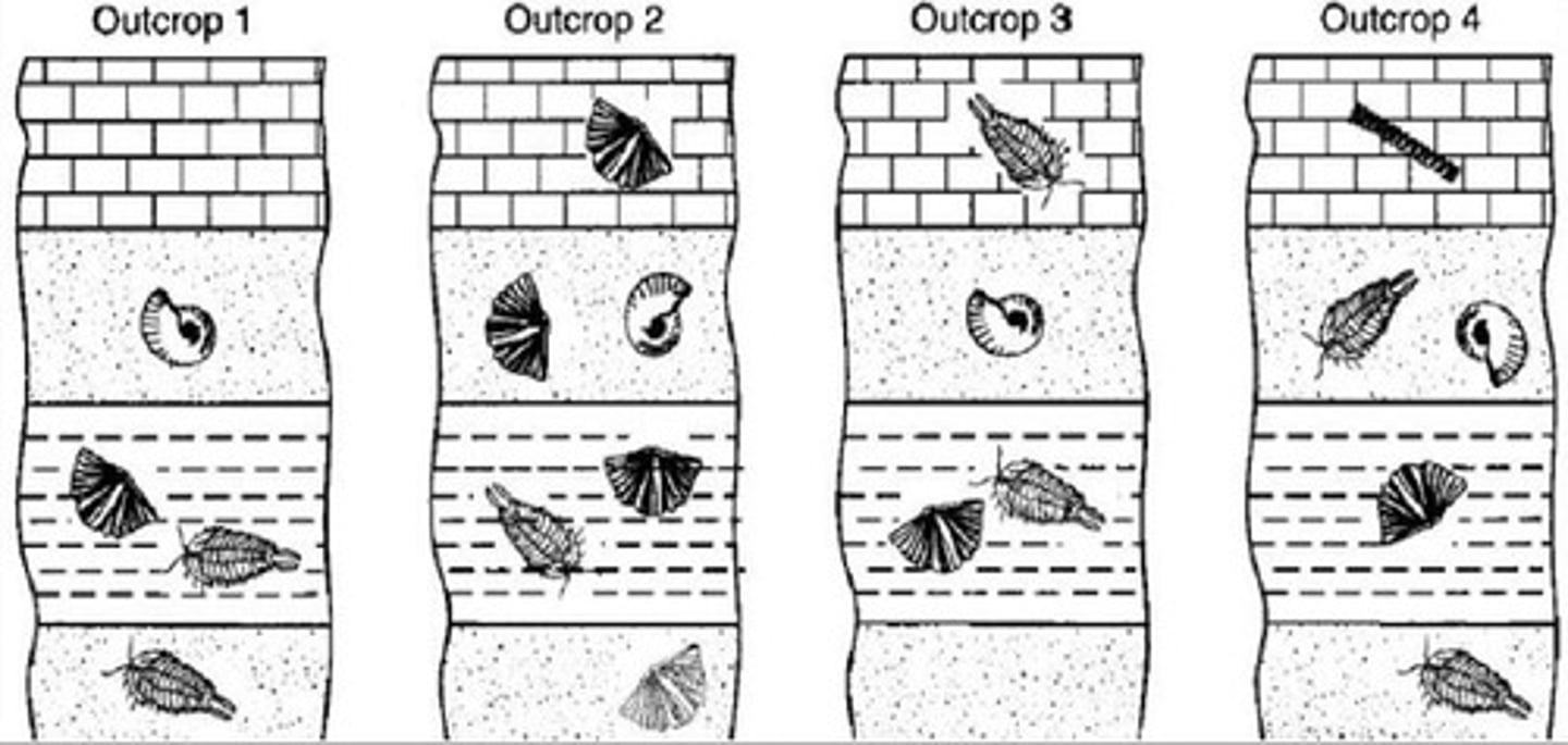 <p>Which fossil is the index fossil in these four strata?</p><p>A. dark batwing brachiopod B. curled snail shell C. arthropod with legs</p>