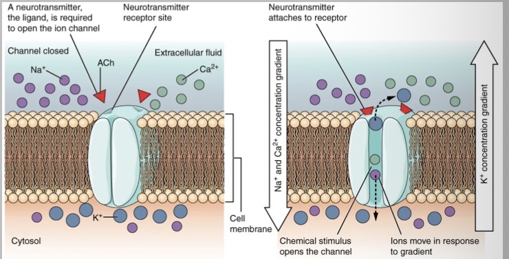 <p>Explain the ligand gated ion channels</p>
