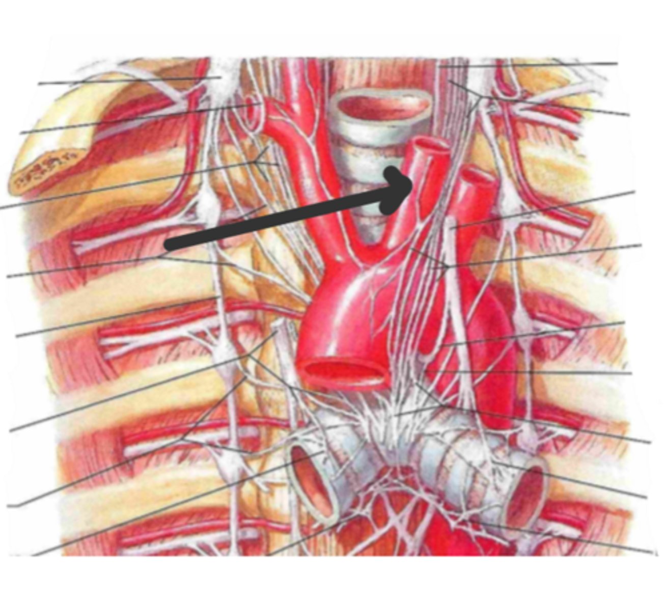 <p>identify the structure(s) indicated by the arrow</p>