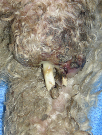 <p><span>Inflammatory condition&nbsp;affecting bone, usually due to an infectious cause such as bacterial (most common), fungal, or occasionally viral.</span><br><br><span>They can be hematogenous (tend to be young animals with weak immune systems) or post-traumatic (acute vs. chronic).</span></p>