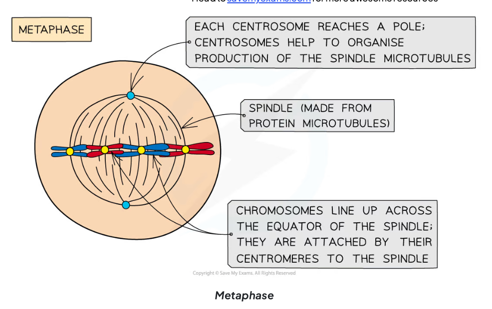 <p>The second stage of mitosis where chromosomes line up at the equator of the spindle and spindle fibers attach to the centromeres.</p>