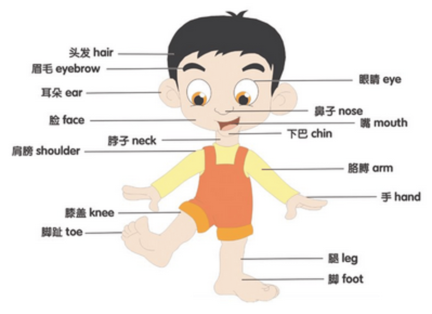 <p>（shēntǐ）</p><p>body</p>