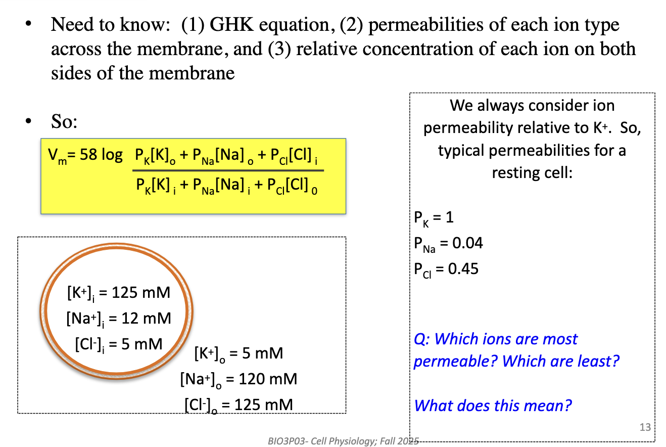 <p>Most: K+ (1.0). Intermediate: Cl– (0.45). Least: Na+ (0.04). Vm is closest to K+ equilibrium because it dominates permeability.</p><ul><li><p>All permeabilities are relative to K+</p></li></ul><p></p>