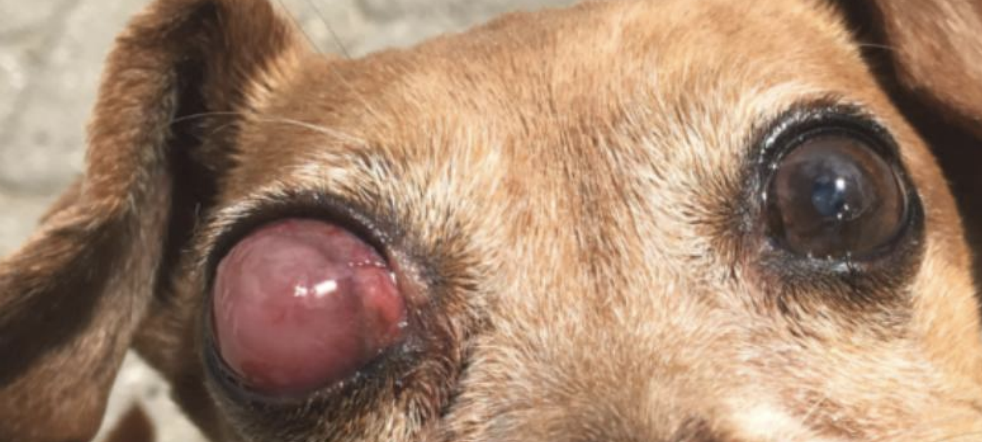 <p>Can corneal edema, exposure keratitis, mydriasis, buphthalmos, lens luxation, retinal degeneration, optic nerve atrophy, ocular pain, and permanent blindness all result from glaucoma? Some of these can also cause it.</p>