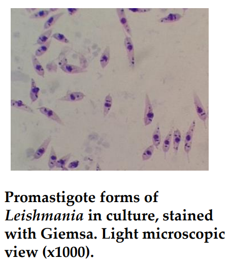 <p>State the morphological features of promastigote.</p>