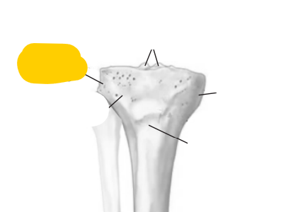 <p><span>quel est cette partie? du tibia</span></p>