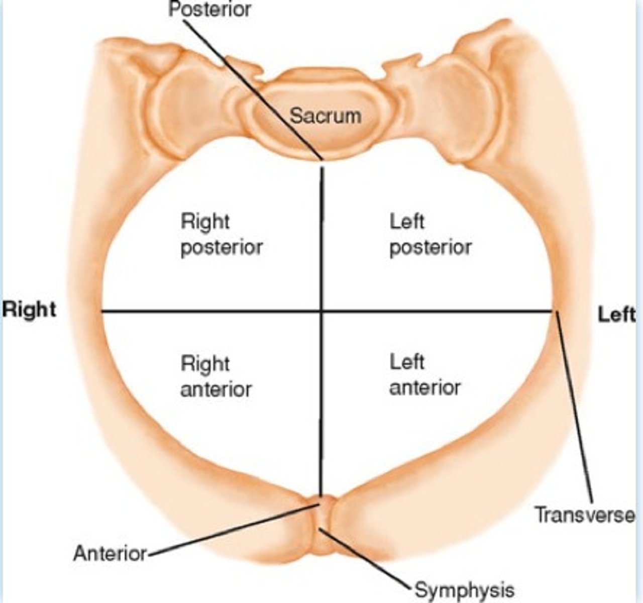 <p>- describes location of a fixed reference pt on presenting part in relation to 4 quadrants of maternal pelvis</p>