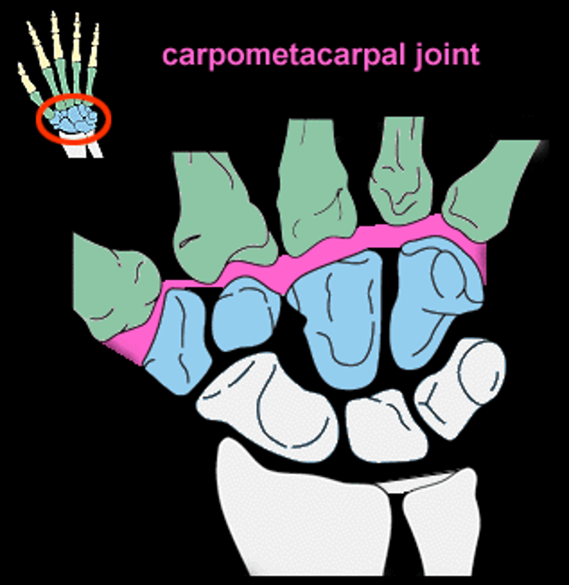 <p>- articulation of the distal row of carpal bones with metacarpals</p><p>- plane type of synovial joint (digits 2-5) and saddle type of synovial joint (digit 1)</p><p>- permits little movement (digits 2-5) and flexion/extension and abduction/adduction (digit 1)</p>