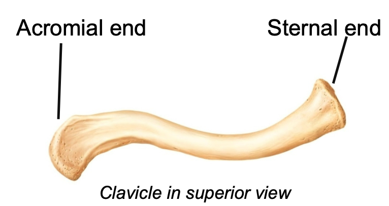 1. Appendicular skeleton 
2. Located in pectoral girdle
3. "Collarbone"
4. Provides muscle attachment
5. Acts as brace for the scapula and arms
6. S-shape makes it prone to fracturing near the curves