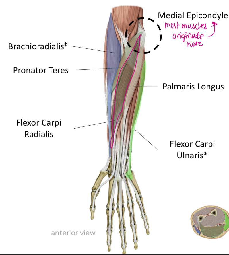 <p>Innervation: <strong>Radial N </strong></p><p>Function: Flex elbow </p>