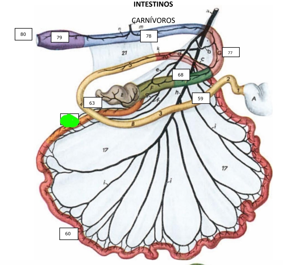 knowt flashcard image