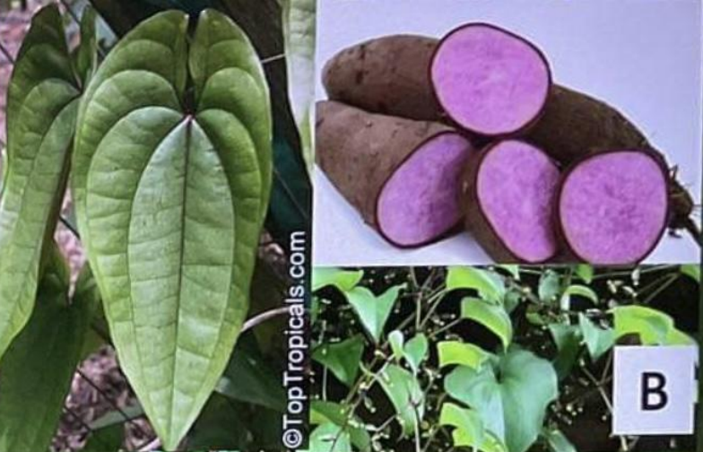 <p>Biological Origin:<strong> Dioscorea alata L. (Dioscoreaceae)</strong></p><p>Common Name: <strong><u>Ube, Purple Yam</u></strong></p><p>Part used: <strong><u>Tubers</u></strong></p><p>Medicinal use:</p><p><strong>● Cure piles</strong></p><p><strong>● Reduce weakness</strong></p><p><strong>● Kill stomach worm</strong></p><p>Secondary metabolites:</p><p><strong>● Allantoin</strong></p><p><strong>● Carotenoid</strong></p><p><strong>● Anthocyanins</strong></p><p><strong>● Organic acids</strong></p><p><strong>● Flavonoid</strong></p>