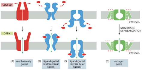 <ol><li><p>Mechanically gated channel: the channel is pulled open in response to  physical force</p></li><li><p>Ligand- gated channel: controlled by the binding of a molecule </p></li><li><p>Voltage- gated channel: opening is controlled by the membrane potential </p></li></ol><p></p>