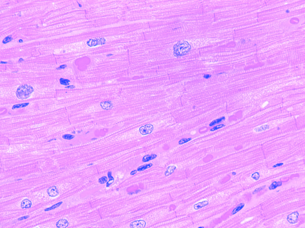 <p>What type of tissue is this?</p>