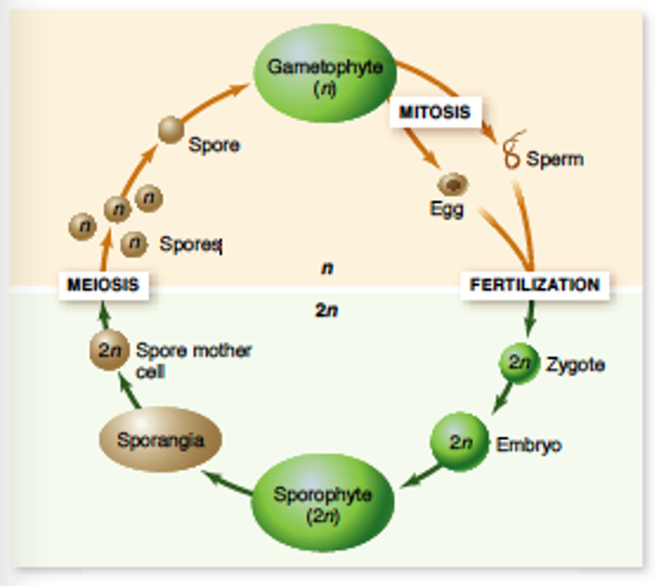 <p>A life cycle that alternates between the gametophyte phase and sporophyte phase</p>