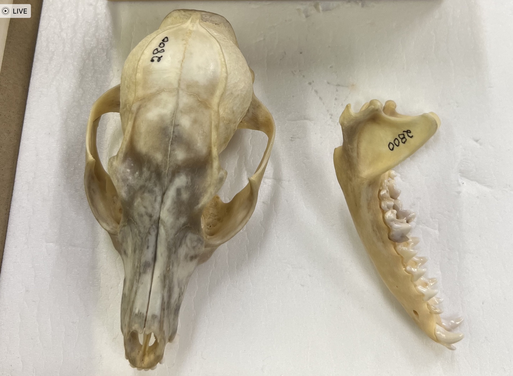 <p>Genus and species?</p>
