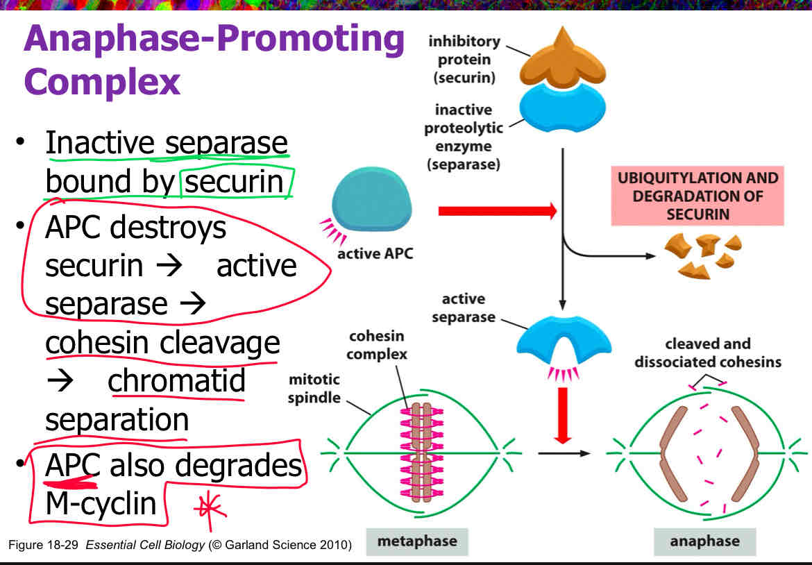 <p>B</p><p>attach slide 18</p>