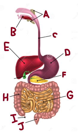 <p>C</p>