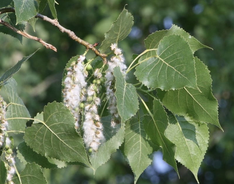 <p><em>Populus deltoides</em></p><ul><li><p><strong>equilateral triangle shaped leaf, a little curve, wavy margin</strong></p></li><li><p>fast-growing shade intolerant</p></li><li><p><strong>blocky, rocky bark</strong></p></li><li><p>lower branches naturally <strong>self-prune</strong></p></li><li><p>grow very straight and upright</p></li><li><p><strong>only true native poplar </strong></p></li><li><p>grow close to water</p></li></ul><p></p>