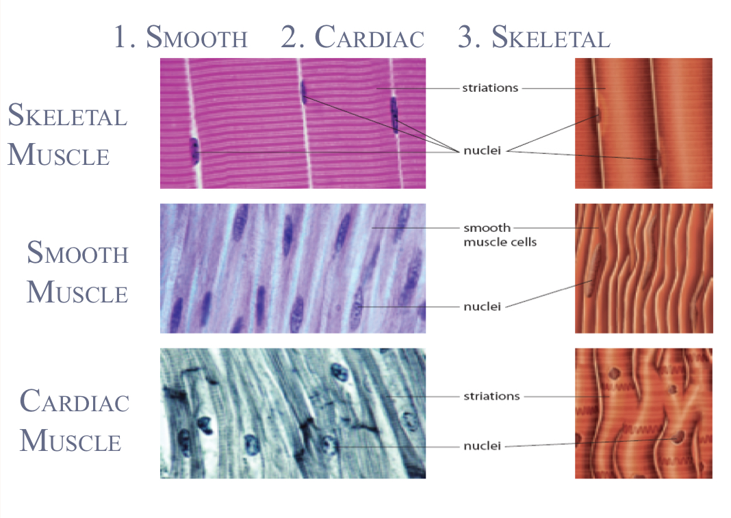 <ol><li><p>Smooth</p></li><li><p>Cardiac</p></li><li><p>Skeletal</p></li></ol><p></p>