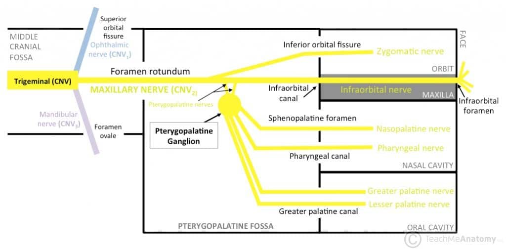 <p><span style="font-family: acumin-pro, sans-serif">The branches of the pterygopalatine ganglion and the maxillary nerve. Note: For simplicity, this schematic does not show: the contribution of the facial nerve (CNVII) to the pterygopalatine ganglion, the posterior superior alveolar nerves, or the nerve of the pterygoid canal.</span></p>