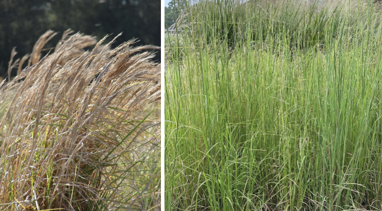 <p>Whiskey grass</p>