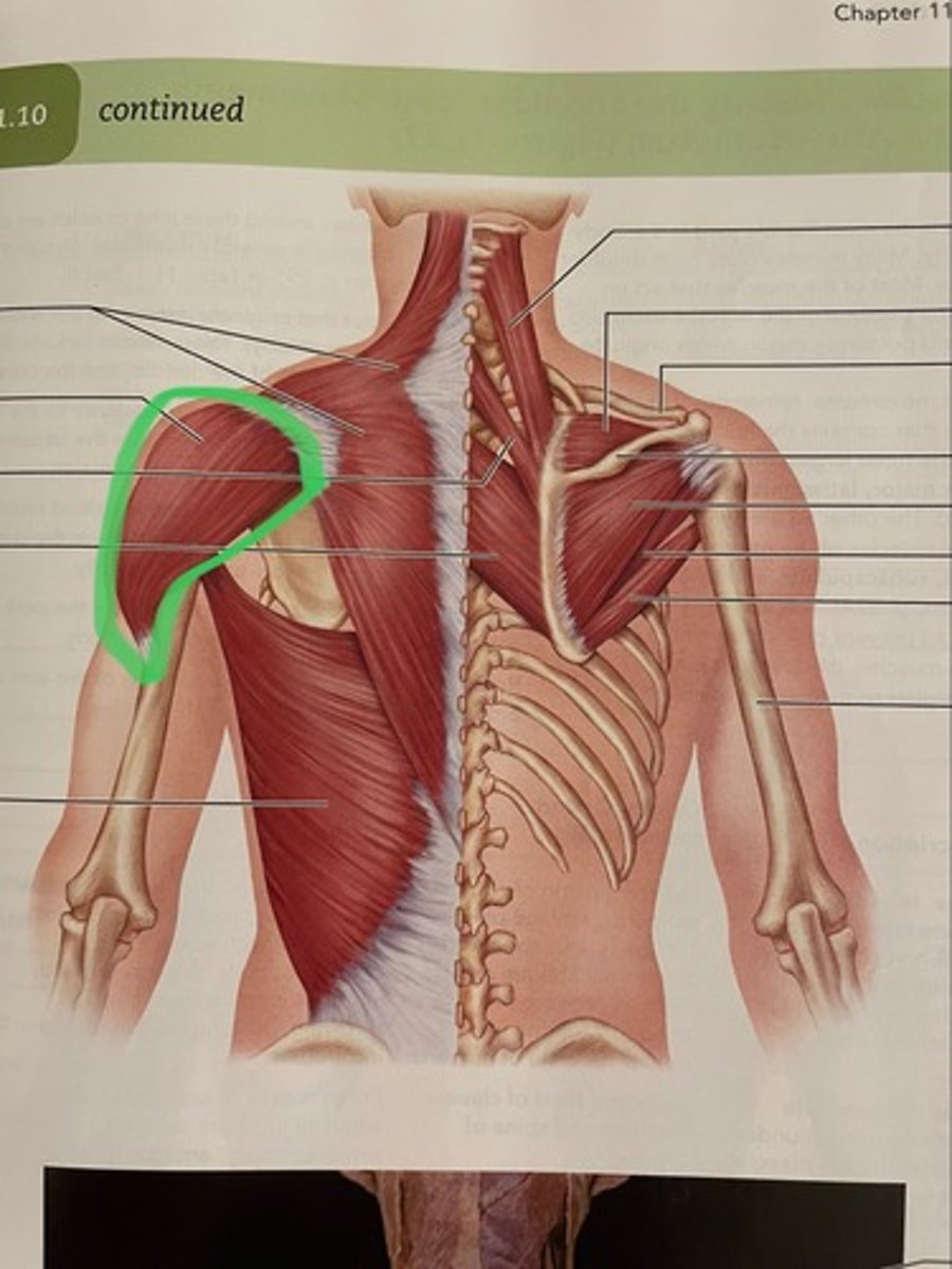 <p>O: spine of scapula</p><p>I: deltoid tuberosity of humerus</p><p>A: abducts shoulder</p>